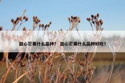 甜心芒果什么品种？ 甜心芒果什么品种好吃？
