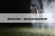 圆形哈密瓜图片？ 圆哈密瓜和长哈密瓜哪个甜？