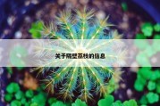 关于隔壁荔枝的信息