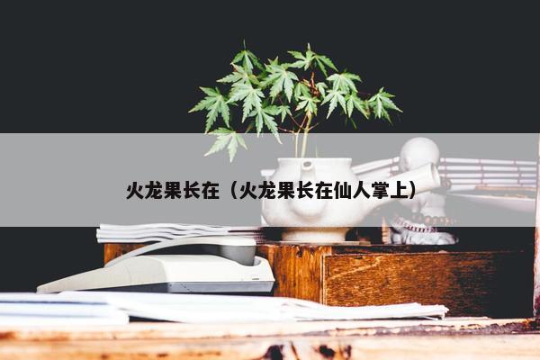火龙果长在（火龙果长在仙人掌上）
