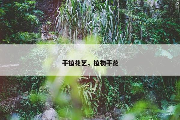干植花艺，植物干花