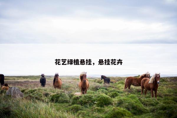 花艺绿植悬挂，悬挂花卉