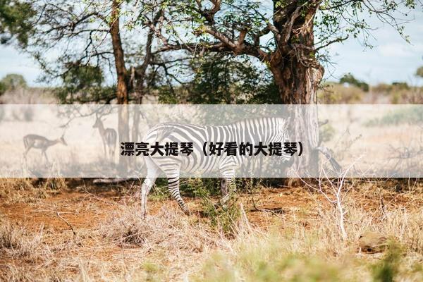 漂亮大提琴（好看的大提琴）