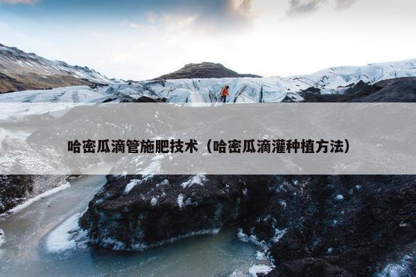 哈密瓜滴管施肥技术（哈密瓜滴灌种植方法）