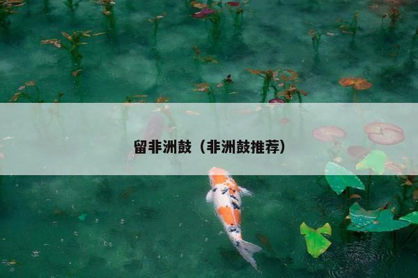 留非洲鼓（非洲鼓推荐）