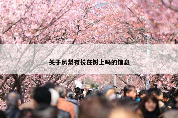 关于凤梨有长在树上吗的信息