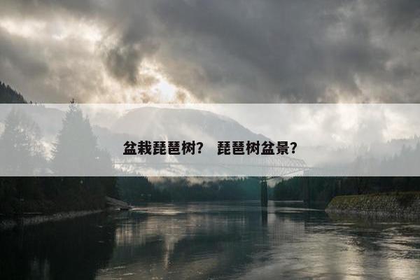 盆栽琵琶树？ 琵琶树盆景？