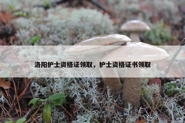 洛阳护士资格证领取，护士资格证书领取