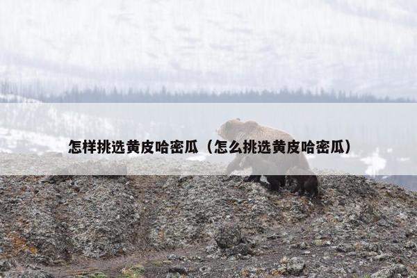 怎样挑选黄皮哈密瓜（怎么挑选黄皮哈密瓜）