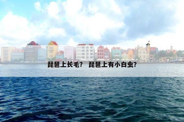 琵琶上长毛？ 琵琶上有小白虫？