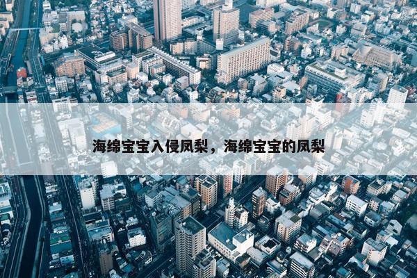 海绵宝宝入侵凤梨，海绵宝宝的凤梨
