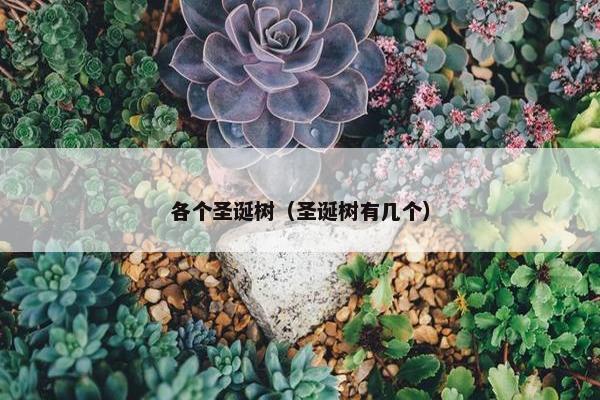 各个圣诞树（圣诞树有几个）