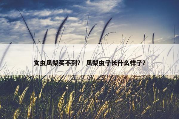 食虫凤梨买不到? 凤梨虫子长什么样子? 食虫凤梨买不到? 凤梨虫子长什么样子?